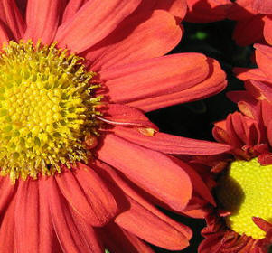 Rusty orange Chrysanthemum flowers