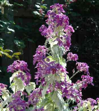 Variegated Honesty Plant