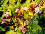 Weigella loosay Aurea with golden foliage setting off the pink flowers