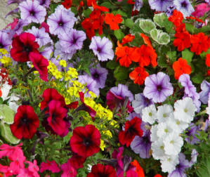 Mixed Summer Bedding Plants