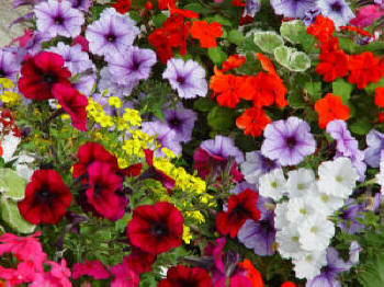 Mixed Summer Bedding Plants