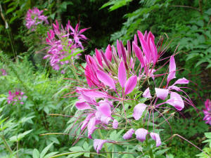Cleome flower head