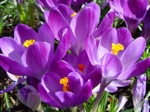 crocus purple blue flower cluster