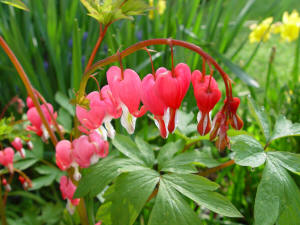 bleeding heart flower - Dicentra spectabilis