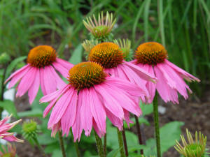 Echinacea the Cone flower