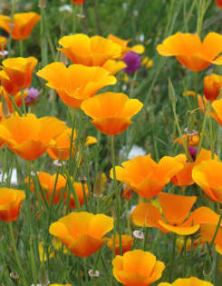 Eschocholzia californica - Californian Poppyl