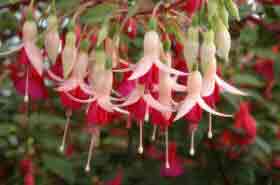 Fuchsia Mini Rose - cluster of light pink pendulous flowers