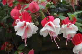 Fuchsia Swingtime - Pink and white flowers