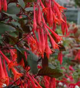 Fuchsia Thalia