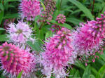 Hebe speciosa