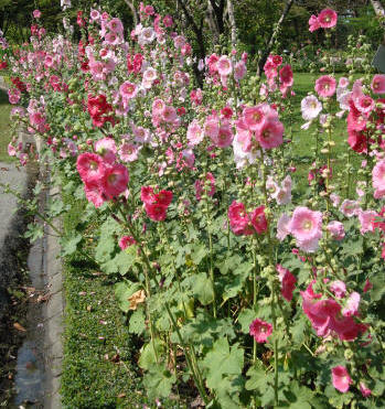 Mixed Hollyhock Plants