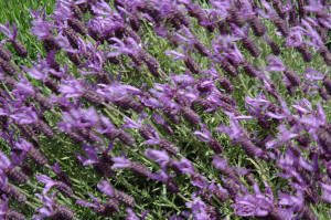 Fremch or Butterfly Lavender