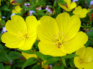 Oenothera - Evening Primrose yellow flowers.
