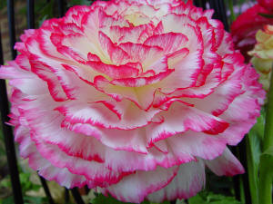 Ranunculus asiaticus