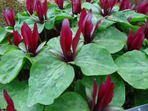 Trillium sessile