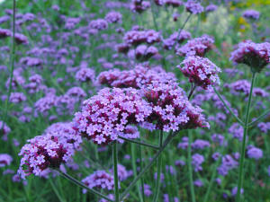 Verbena bonariensis