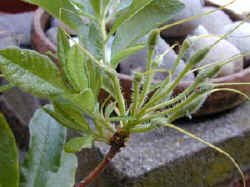 The seedheads on Rhododendron to be cut off