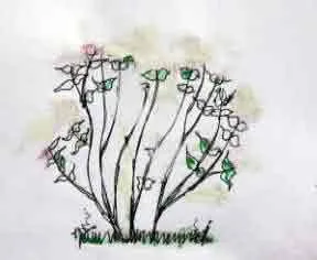 The pruned Hydrangea