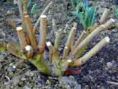 A well pruned shub - cut right back