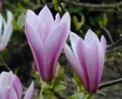 Magnolia Heaven Scent