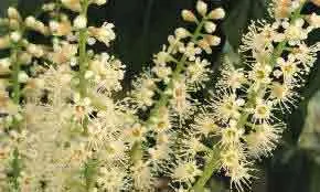 Laurel flowers - Prunus laurocerasus