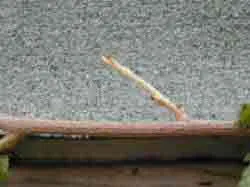 Pruned Spur of Wisteria