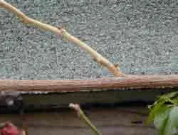 A new shoot from the last summer on a mature lateral branch