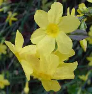 Winter Jasmine - Yellow flowers Jasminum nudiflorum