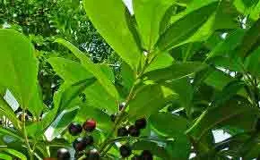 Laurel foliage - prunus laurocerasus