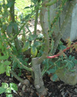 Basal growth after a hard pruning cut