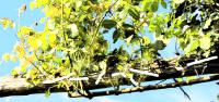 The white mark show the pruning cuts that should be made in summer on this climbing rose.