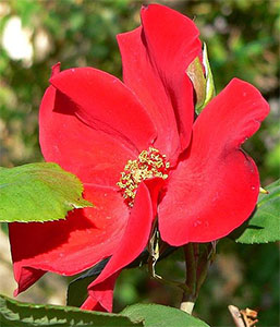 Climbing Altissimo Roses Flower
