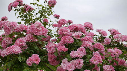 Bantry Bay Rose Flower
