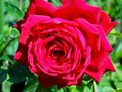 Climbing Ena Harkness Roses Flower