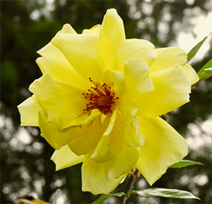 Golden Showers Rose Flower