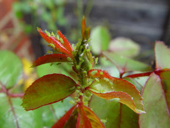 An infestation of greenfly aphids on new rose buds