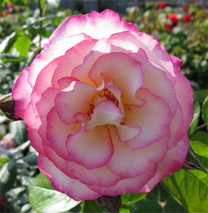 Climbing Handel Roses Flower