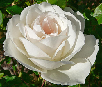 Iceberg Rose Flower