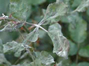 Mildew on rose leaves