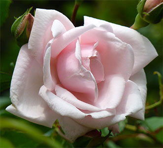 Climbing New Dawn Roses Flower