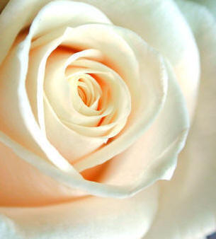 The perfect rose can only be obtained with good feeding and fertilizer