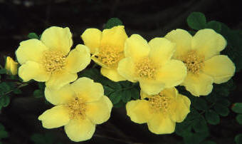 Rosa Canarybird