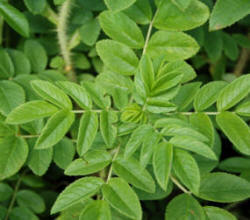 Light green foliage of the sucker growth, showing thorny stems and sts of seven leaflets - as distinct to the proper rose's five leaflets.