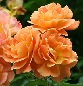 Climbing Westerland Rose Flower