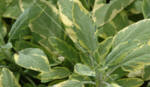 Salvia Icterina - Sage Bush