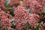Skimmia - Winter flowering shrub