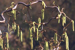 Corylus contorta with catkins