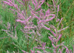Tamarix 