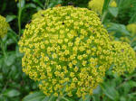 Bupleurum flower in closeup