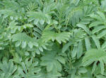 Melianthus foliage image